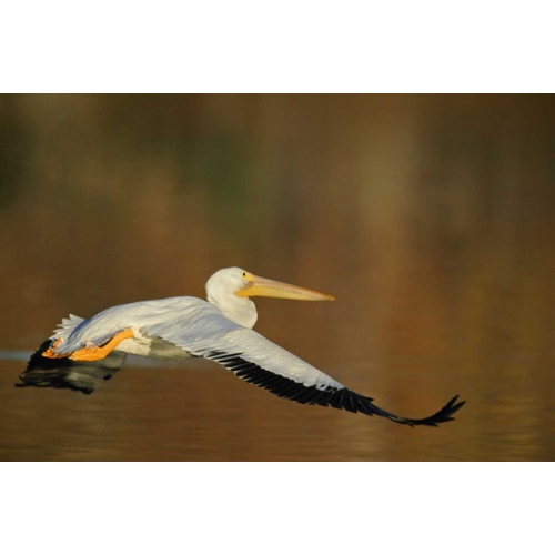 CA, Santee Lakes Park White pelican in flight